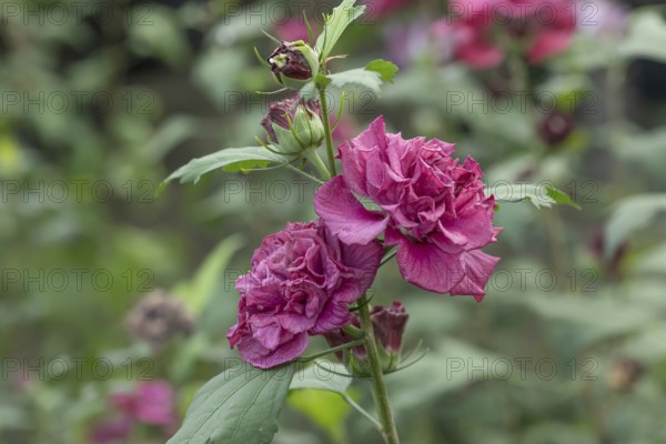 Garden marshmallow (Hibiscus syriacus FRENCH CABARET® RED), BS Sämann, Germany