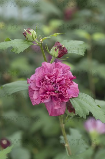 Garden marshmallow (Hibiscus syriacus FRENCH CABARET® RED), BS Sämann, Germany
