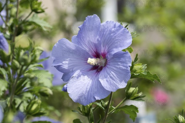 Garden marshmallow (Hibiscus syriacus 'Oiseau Bleu'), Grüne Aue 7, Germany
