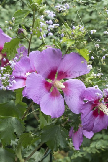 Garden marshmallow (Hibiscus 'Resi'), An den Dorfwiesen 9, Germany