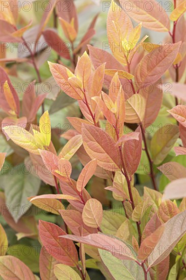 Itea virginica (Itea virginica SCENTLOVE), BS Sämann, Germany