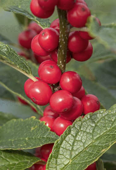 (Ilex verticillata), Bundessortenamt, Germany