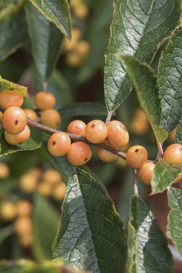 (Ilex verticillata 'Cresgold'), Bundessortenamt, Germany