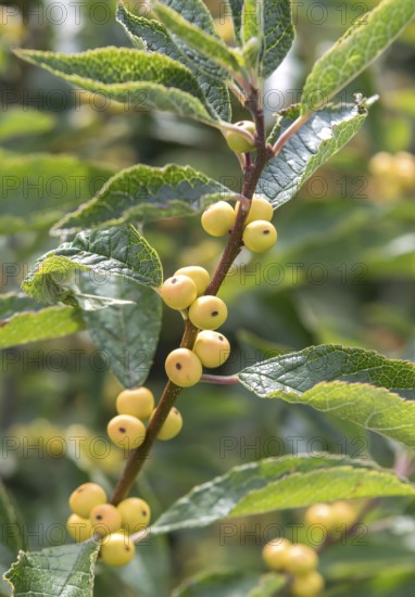 Winterberry (Ilex verticillata 'Citronella'), Bundessortenamt, Germany
