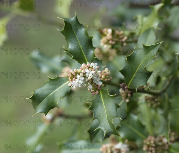Holly (Ilex × meserveae 'Blue Prince'), Blumenhof Drößler, Germany