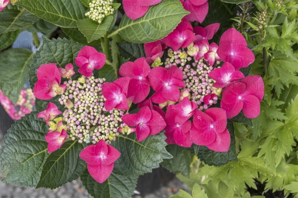 (Hydrangea macrophylla FRISBEE HOT PINK), BS Sämann, Germany