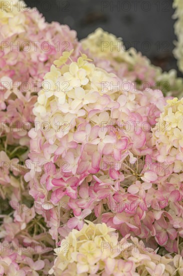 Panicle hydrangea (Hydrangea paniculata PINKACHU), (LK), BS Sämann, Germany