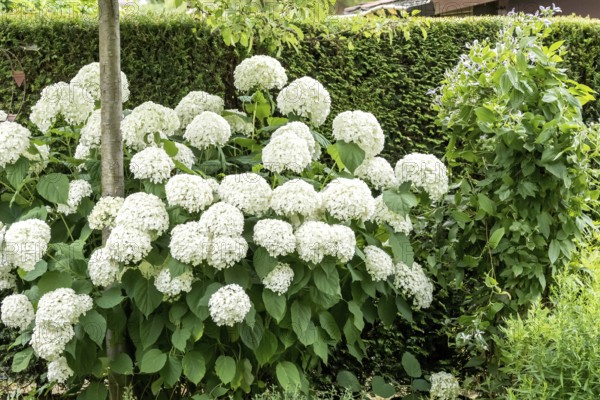 Snowball hydrangea (Hydrangea arborescens STRONG ANNABELLE), An den Dorfwiesen 9, Germany