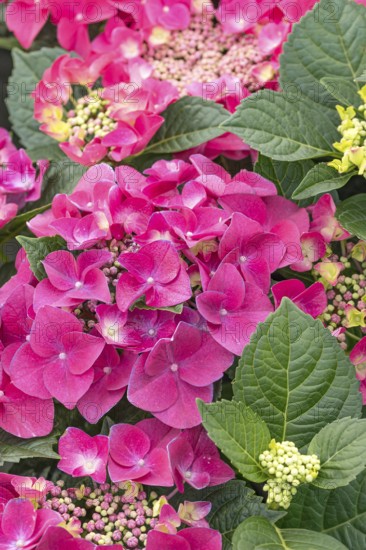 (Hydrangea macrophylla FRISBEE HOT PINK), BS Sämann, Germany