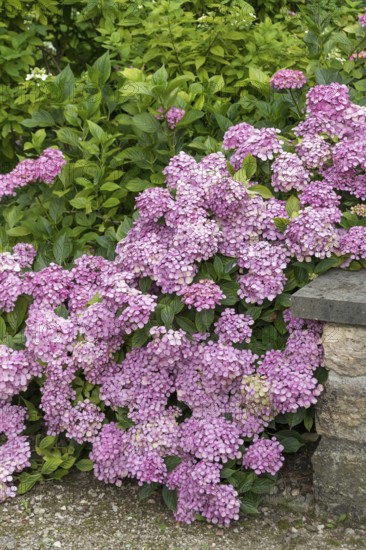 Garden hydrangea (Hydrangea macrophylla 'Thelenn'), Oberdieckgarten, Germany