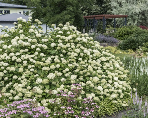 Forest hydrangea (Hydrangea arborescens 'Grandiflora'), egapark, Germany