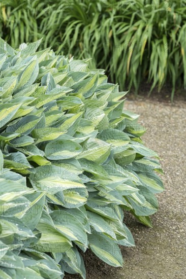 Funkia (Hosta 'Gypsy Rose'), Tuinen van Appeltern, Netherlands