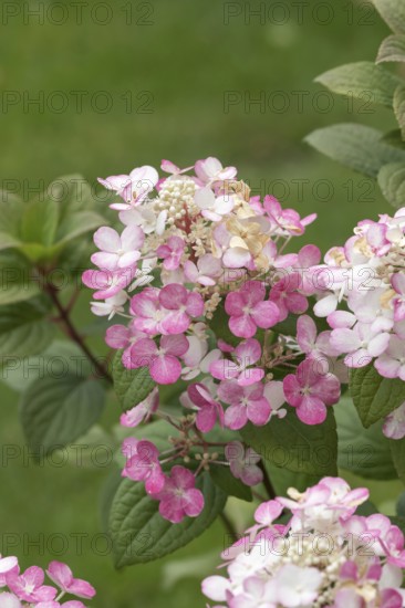 Panicle hydrangea (Hydrangea paniculata EARLY SENSATION), An den Dorfwiesen 9, Germany