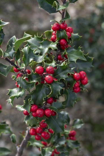 Holly (Ilex × meserveae 'Blue Angel'), Saxon State Office for the Environment, Germany
