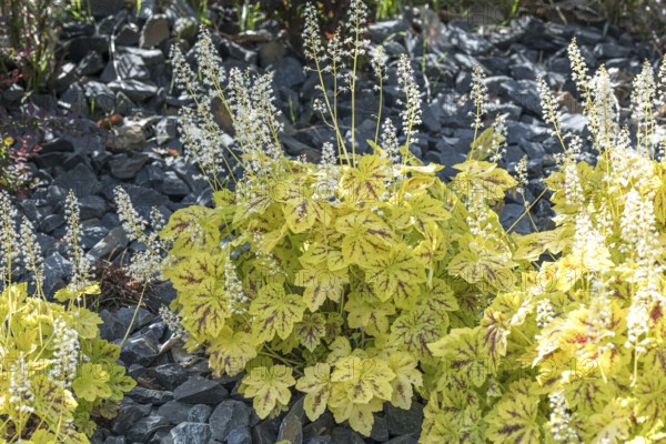 (Heucherella 'Solar Power'), Kohout nursery, Germany