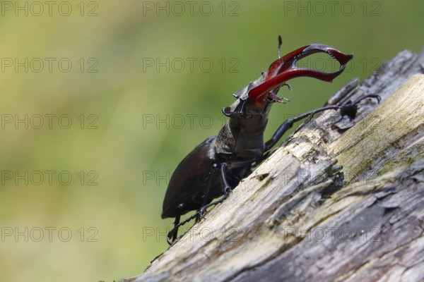 Fascinating stag beetle (Lucanus cervus), insect of the year 2012, June, Saxony, Germany
