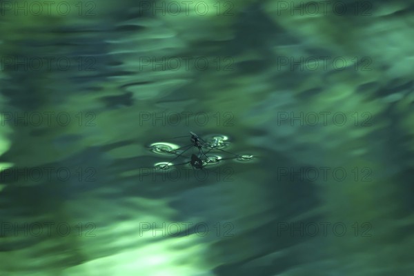 Insect Water strider (Gerridae) on a river, June, Saxony, Germany