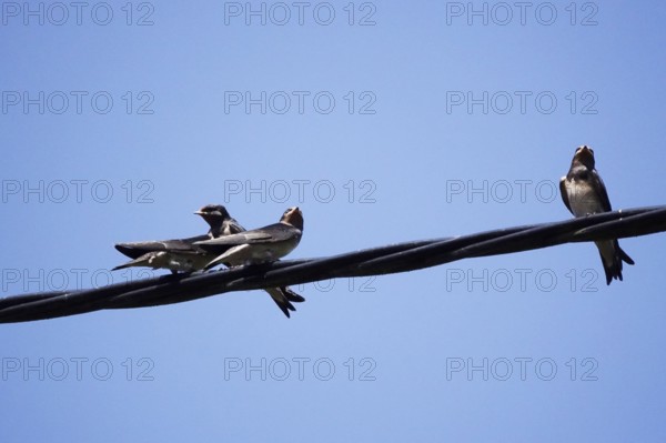 Three swallows in front of a blue sky, June, Germany