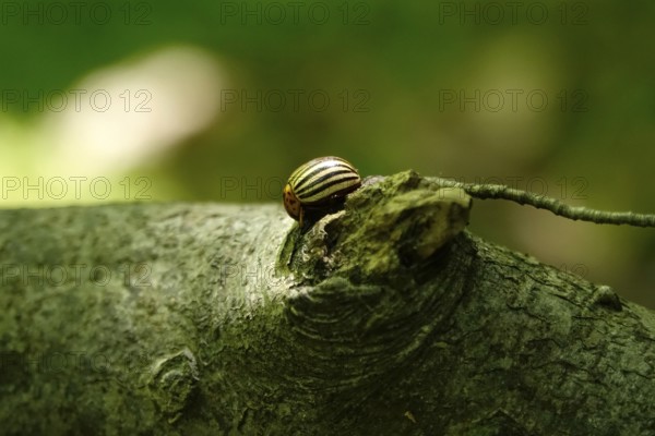Colorado potato beetle, June, Germany