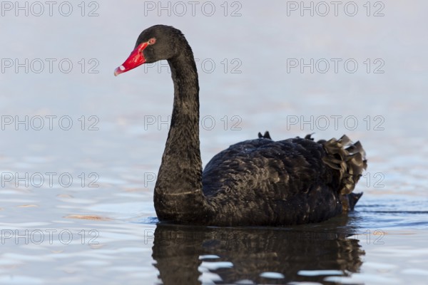 Black Swan, Black Swan, (Cygnus atratus), Animals, Birds, Ladenburg, Baden-Württemberg, Federal Republic of Germany