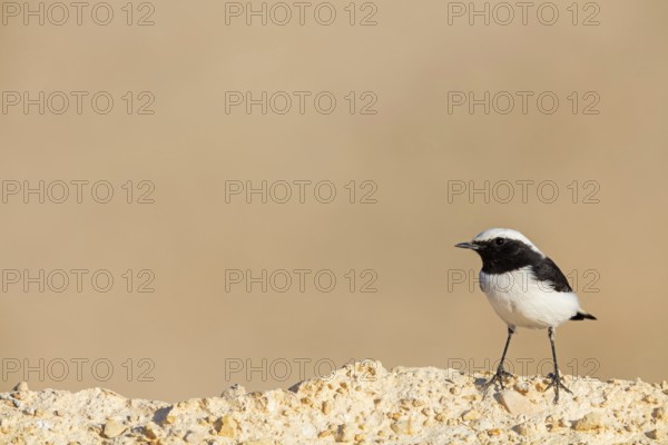Black-backed Wheatear, Black-backed Wheatear, Basalt Wheatear, (Oenanthe lugens), Animals, Birds, Wheatear, Near Mitze Ramon Crater, Mitzpe Ramon, HaDarom, Israel