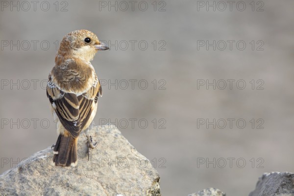 Red-headed Shrike, (Lanius senator), animals, birds, songbird, shrike family, on perch, biotope, habitat, foraging, Tirat Zvi Fish Ponds, Bet Shean Valley, Northern District, Israel