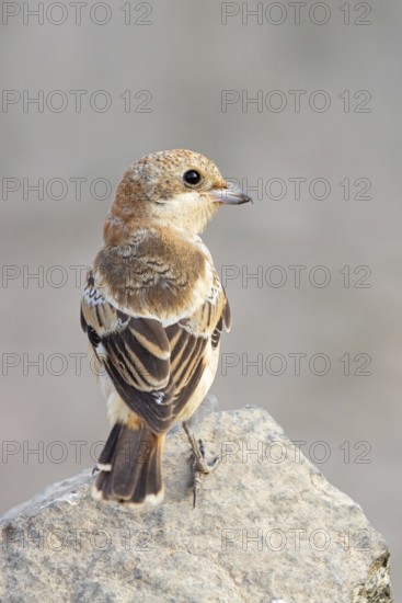Red-headed Shrike, (Lanius senator), animals, birds, songbird, shrike family, on perch, biotope, habitat, foraging, Tirat Zvi Fish Ponds, Bet Shean Valley, Northern District, Israel
