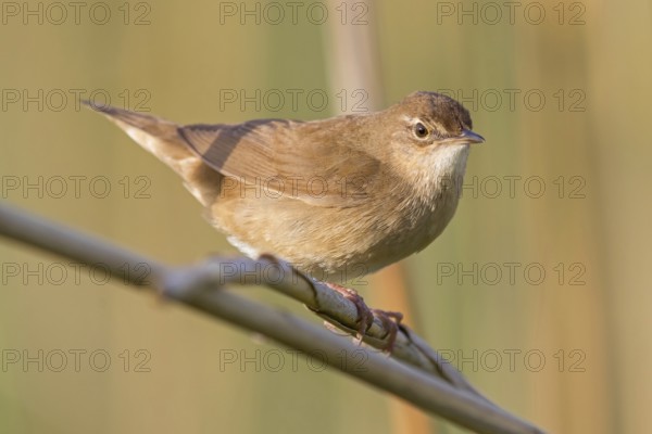 Reed warbler, (Locustella luscinioides), Locustelle luscinioïde, Animals, Birds, Songbirds, Family of warblers, Eich-Gimbsheimer Altrhein, Worms district, Rhineland-Palatinate, Federal Republic of Germany
