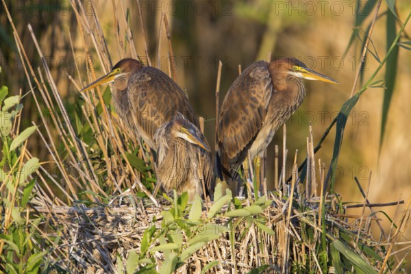 Purple heron, (Ardea purpurea), animals, birds, heron family, three herons at the nest, young birds, Wagbachniederung, Baden-Württemberg, Germany