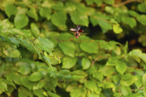 Stag beetle in flight at sunset over oak forest in the Swabian Alb foothills