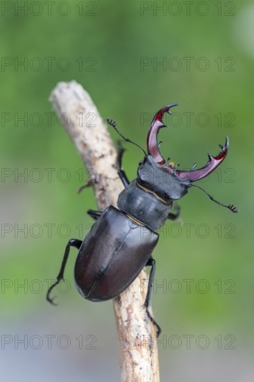 Detailed close-up of a stag beetle (Lucanus cervus) in its natural habitat