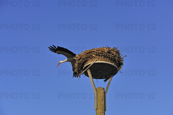 White stork (Ciconia ciconia) leaving its nest against blue sky, Kuhlrade, Mecklenburg-Western Pomerania, Germany