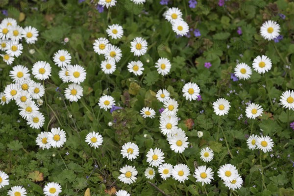 Flower meadow with daisies (Bellis perennis), Lower Rhine, North Rhine-Westphalia, Germany