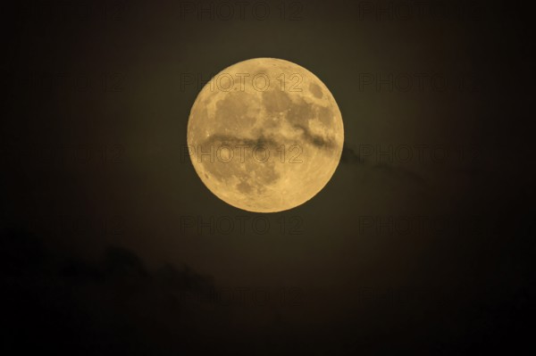 Yellow full moon shines calmly in the nightly darkness, full moon, strawberry moon 2025, Germany