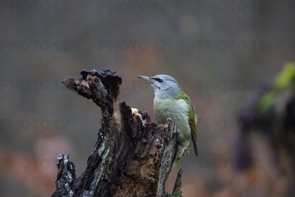 Grey-headed Woodpecker (Picus canus) wbl Germany