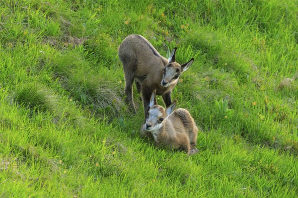 Two fawns standing on a green meadow, chamois, chamois, (Rupicapra rupicaprae), wildlife, Vosges, France