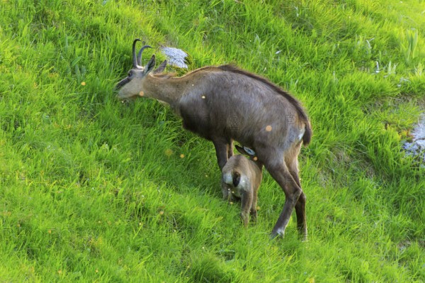 A chamois with its young in a meadow, chamois, chamois, (Rupicapra rupicaprae), wildlife, Vosges, France