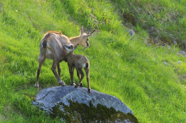 A chamois and her fawn standing on a moss-covered rock in a green meadow under sunshine, chamois, chamois, (Rupicapra rupicaprae), wildlife, Vosges, France