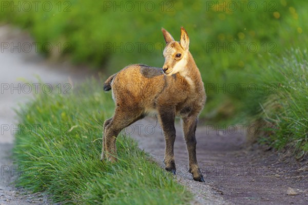 A young fawn on a path between lush, green meadows in spring, chamois, chamois, (Rupicapra rupicaprae), wildlife, Vosges, France