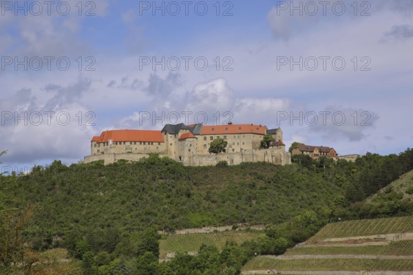 Neuenburg Castle with vineyards, Freyburg, Romanesque Road, Saxony-Anhalt, Germany