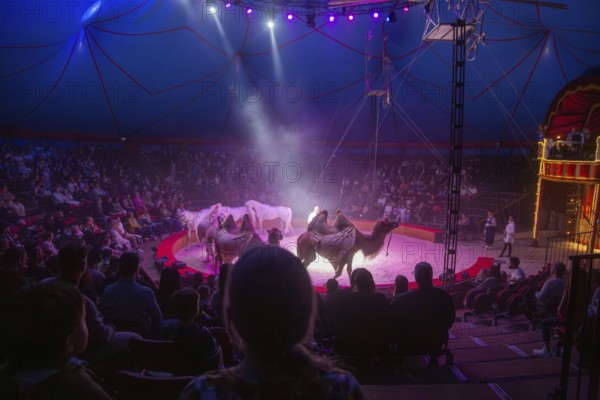 Performance by Circus Barelli in Mannheim***Picture: Animal training with Franz Barelli