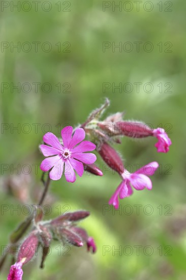 Red campion (Silene dioica), close-up of a flower in a meadow, Wilnsdorf, North Rhine-Westphalia, Germany