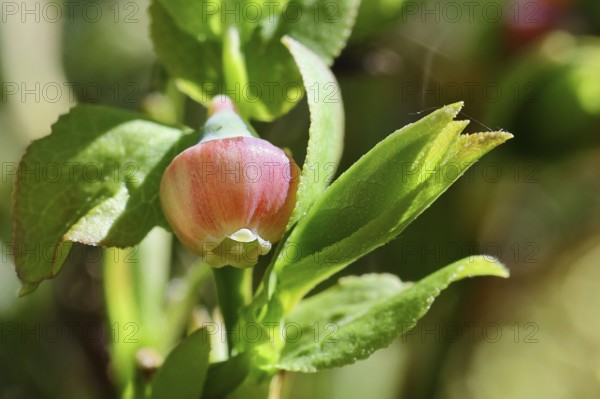Blossom of the European blueberry, blueberry, wild blueberry (Vaccinium myrtillus), close-up, Wilnsdorf, North Rhine-Westphalia, Germany