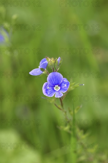 Flower of Gamander speedwell (Veronica chamaedrys), in a deciduous forest, blue blossom, spring, Wilnsdorf, North Rhine-Westphalia, Germany