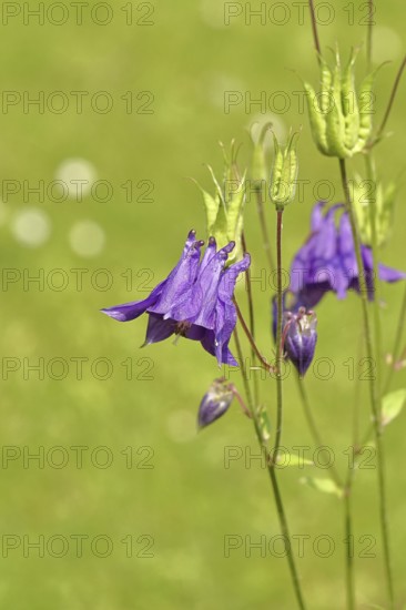Columbine (Aquilegia vulgaris), blue flower at the edge of a forest, Wilnsdorf, North Rhine-Westphalia, Germany