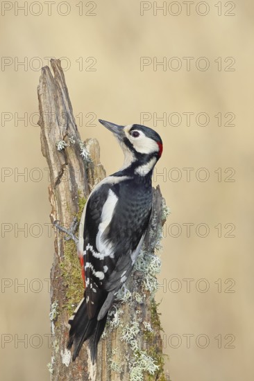 Great spotted woodpecker (Dendrocopos major), male, foraging on a tree stump overgrown with moss and lichen in the forest, Wilnsdorf, North Rhine-Westphalia, Germany