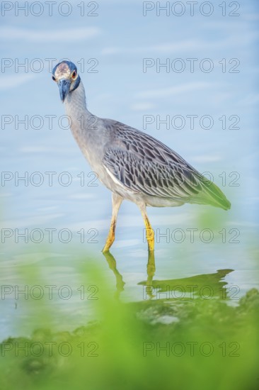 Yellow-crowned Night Heron (Nyctanassa violacea) looking for food, Sanibel Island, J.N. Ding Darling National Wildlife Refuge, Florida, USA