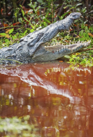 American alligator (Alligator mississipiensis), opening its jaws, Sanibel Island, J.N. Ding Darling National Wildlife Refuge, Florida, USA