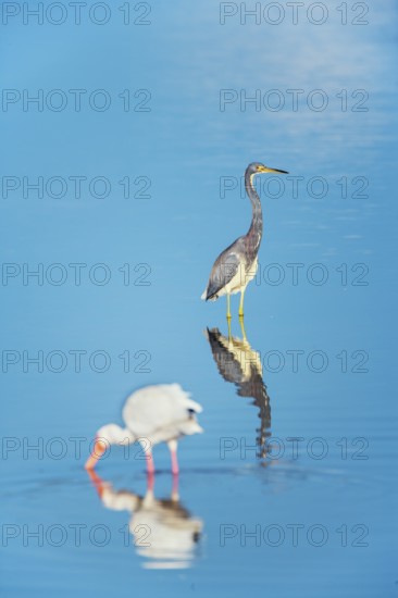 American white ibis (Eudocimus albus) and Tricolored heron (Egretta tricolor) looking for food, Sanibel Island, J.N. Ding Darling National Wildlife Refuge, Florida, USA