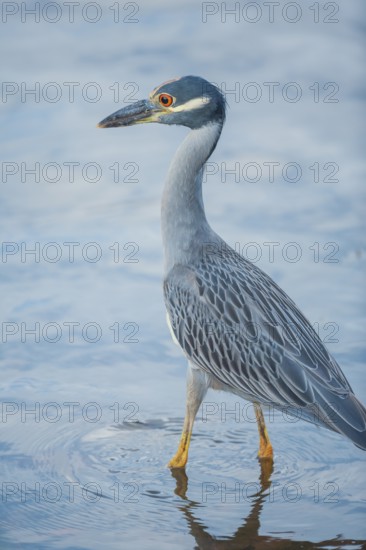 Yellow-crowned Night Heron (Nyctanassa violacea) looking for food, Sanibel Island, J.N. Ding Darling National Wildlife Refuge, Florida, USA